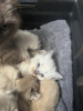 Additional photos: Ragdoll kittens viewings now welcome