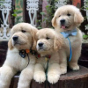 Photo №1. golden retriever - for sale in the city of Валлетта | 423$ | Announcement № 58290