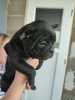 Additional photos: french bulldog puppies for sale