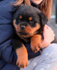 Photo №1. rottweiler - for sale in the city of Москва | 1183$ | Announcement № 18075