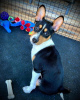 Photo №2 to announcement № 109157 for the sale of basenji - buy in Germany private announcement