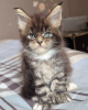 Photo №1. maine coon - for sale in the city of Paris | negotiated | Announcement № 114043