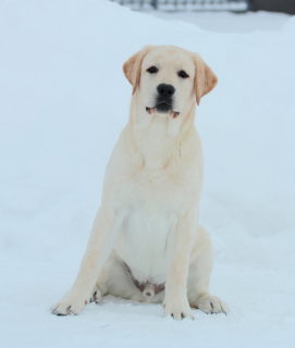 Photo №1. labrador retriever - for sale in the city of Москва | negotiated | Announcement № 1758