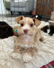 Photo №4. I will sell schnauzer in the city of Малага. breeder - price - 528$