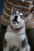 Photo №2 to announcement № 88248 for the sale of alaskan malamute - buy in Russian Federation breeder