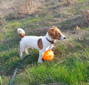 Additional photos: Jack Russell Terrier