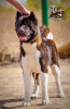 Additional photos: American Akita male, there are puppies
