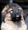 Photo №1. caucasian shepherd dog - for sale in the city of Москва | negotiated | Announcement № 18281