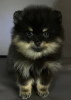 Photo №2 to announcement № 66538 for the sale of pomeranian - buy in Ukraine breeder
