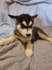 Photo №1. siberian husky - for sale in the city of Garmisch-Partenkirchen | Is free | Announcement № 125406