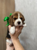 Photo №4. I will sell beagle in the city of Tashkent. private announcement - price - 500$