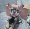 Photo №3. French bulldog puppies. Germany