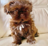 Photo №2 to announcement № 84467 for the sale of shih tzu - buy in Germany breeder