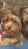 Photo №2 to announcement № 60054 for the sale of yorkshire terrier - buy in Russian Federation breeder