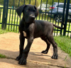 Photo №1. great dane - for sale in the city of Rüdersdorf | 275$ | Announcement № 101198