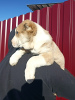 Photo №4. I will sell central asian shepherd dog in the city of Гамбург. from nursery - price - 951$