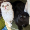 Photo №2 to announcement № 9559 for the sale of scottish fold - buy in Russian Federation breeder
