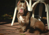 Additional photos: American bully puppies