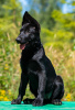 Photo №1. german shepherd - for sale in the city of Москва | 1953$ | Announcement № 113346