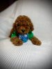 Photo №2 to announcement № 63498 for the sale of poodle (toy) - buy in Bosnia and Herzegovina private announcement