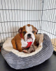 Photo №2 to announcement № 124641 for the sale of english bulldog - buy in Estonia private announcement