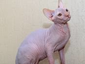 Photo №1. sphynx cat - for sale in the city of Minsk | 350$ | Announcement № 839