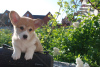 Photo №1. welsh corgi - for sale in the city of Mariupol | negotiated | Announcement № 51689