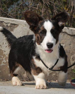 Photo №2 to announcement № 6294 for the sale of welsh corgi - buy in Ukraine from nursery