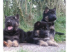 Photo №1. german shepherd - for sale in the city of Uedem | 423$ | Announcement № 119057