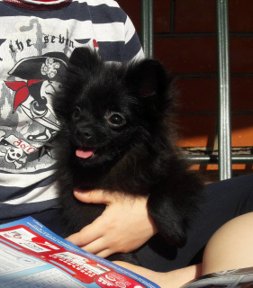 Photo №2 to announcement № 2273 for the sale of pomeranian - buy in Russian Federation private announcement