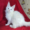 Photo №2 to announcement № 95731 for the sale of maine coon - buy in Italy 