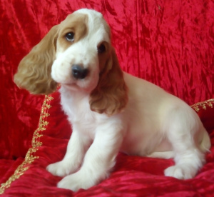 Photo №2 to announcement № 6512 for the sale of english cocker spaniel - buy in Russian Federation from nursery