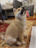 Photo №1. shiba inu - for sale in the city of Warsaw | negotiated | Announcement № 72918