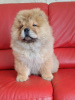 Photo №3. Chow Chow puppies. Serbia