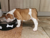 Photo №2 to announcement № 111519 for the sale of english bulldog - buy in Netherlands private announcement