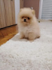 Photo №2 to announcement № 69470 for the sale of pomeranian - buy in Serbia breeder