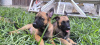 Additional photos: Belgian Malinois Shepherd puppies