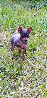 Photo №3. Toy terrier puppy. Russian Federation