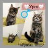 Photo №2 to announcement № 9647 for the sale of maine coon - buy in Russian Federation breeder
