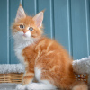 Photo №1. maine coon - for sale in the city of Warsaw | 264$ | Announcement № 117797