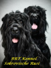 Photo №1. black russian terrier - for sale in the city of Kiev | negotiated | Announcement № 7599