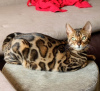 Photo №2 to announcement № 57346 for the sale of bengal cat - buy in Serbia breeder
