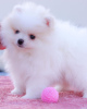 Photo №1. pomeranian - for sale in the city of Франкфурт-на-Майне | 380$ | Announcement № 120560