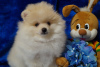 Photo №3. Pomeranian boy. Russian Federation