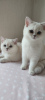 Additional photos: Kittens - the best representatives of the British shorthair (chinchilla) BRI ns