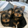 Photo №1. yorkshire terrier - for sale in the city of Saint Pölten | 423$ | Announcement № 118410