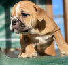 Photo №1. english bulldog - for sale in the city of Perth | negotiated | Announcement № 11163