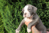 Photo №3. American Bully Pocket ABKC GrChampions. Poland