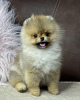 Photo №2 to announcement № 122000 for the sale of pomeranian - buy in Serbia breeder