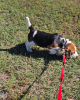 Additional photos: Gorgeous Beagle puppies